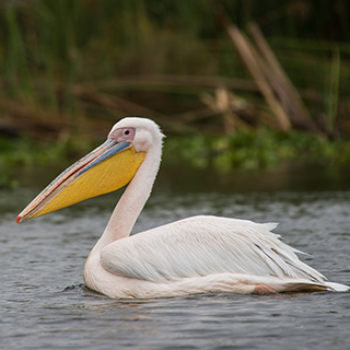 Lake Naivasha - Great white pelican